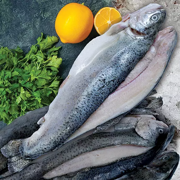 خرید عمده ماهی غزل آلا منجمد