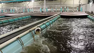 استخر پرورش ماهی
